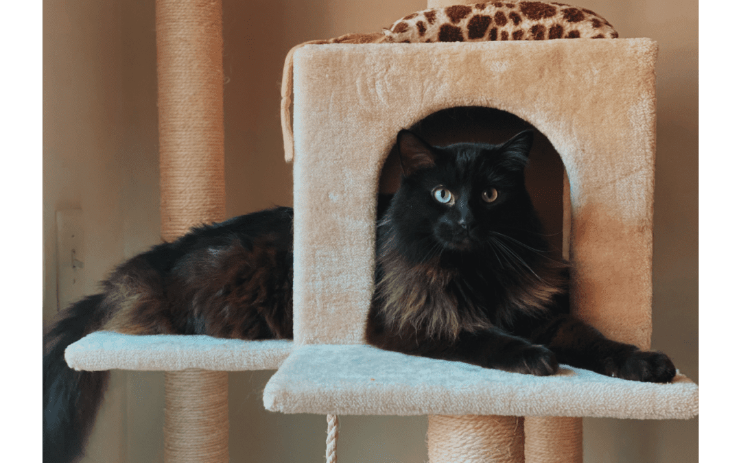 Black and brown long haired cat laying in cat tree