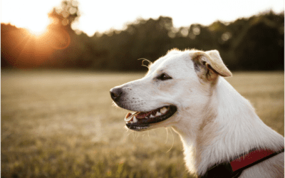 The Significance of Preventing Heartworm Disease