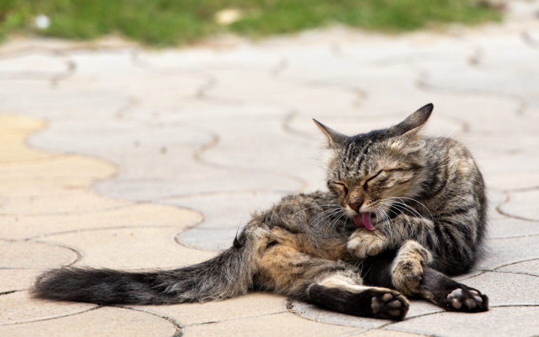 Tabby cat laying on pavers licking their paw