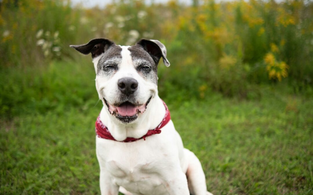 A white and black dog wearing a red bandana sitting on the grass with ears perked up