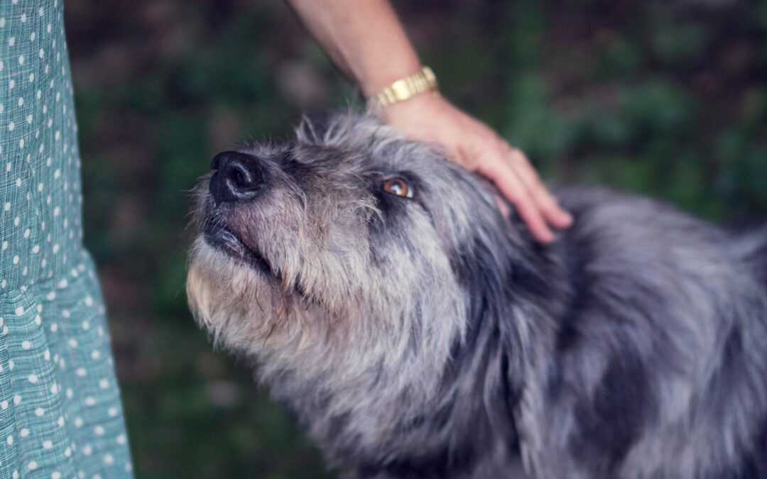 Old dog with black and grey fur looking up at owner