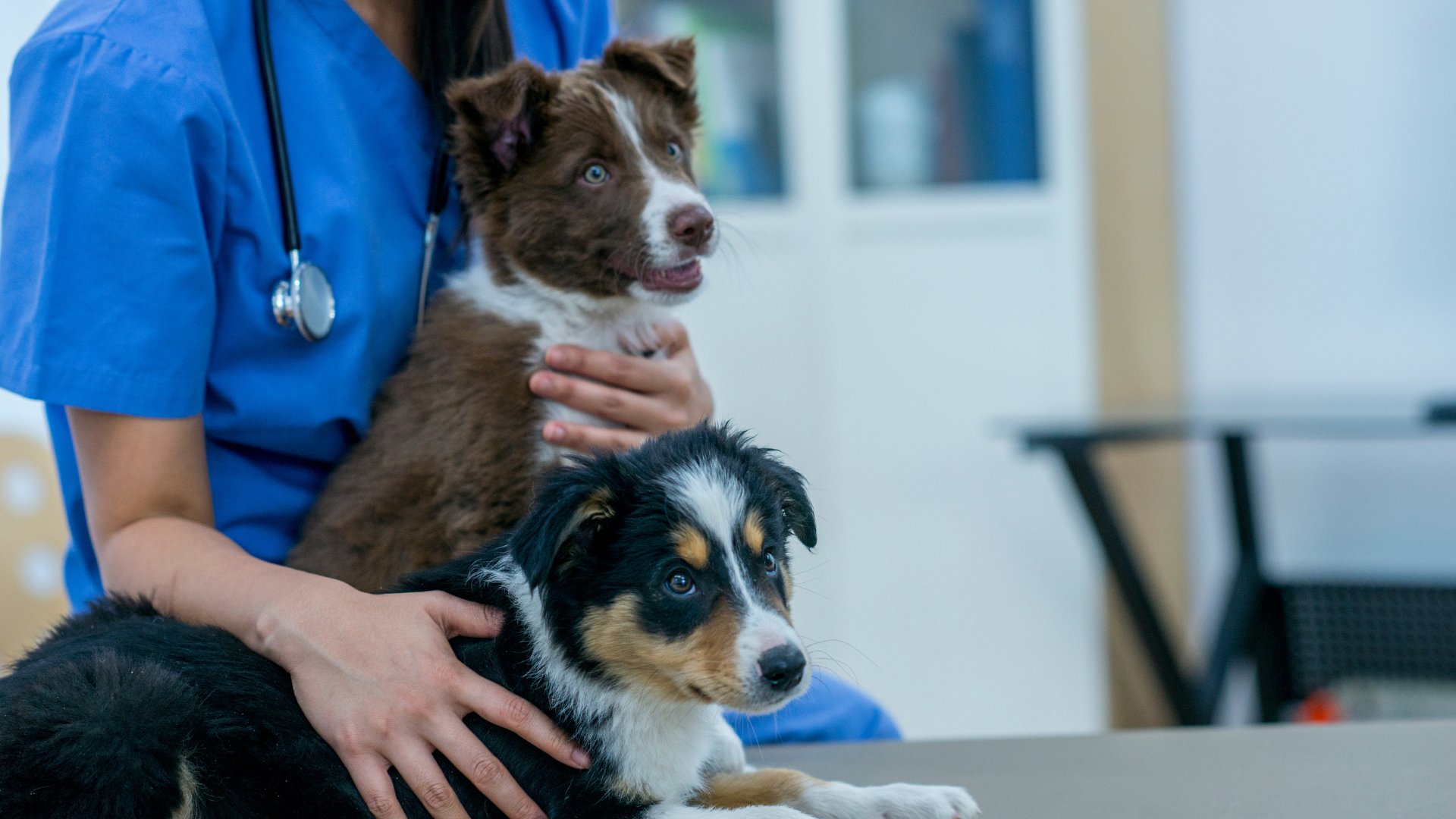 a veterinarian holding a two dogs