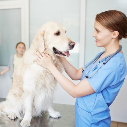 a veterinarian gently pets a dog