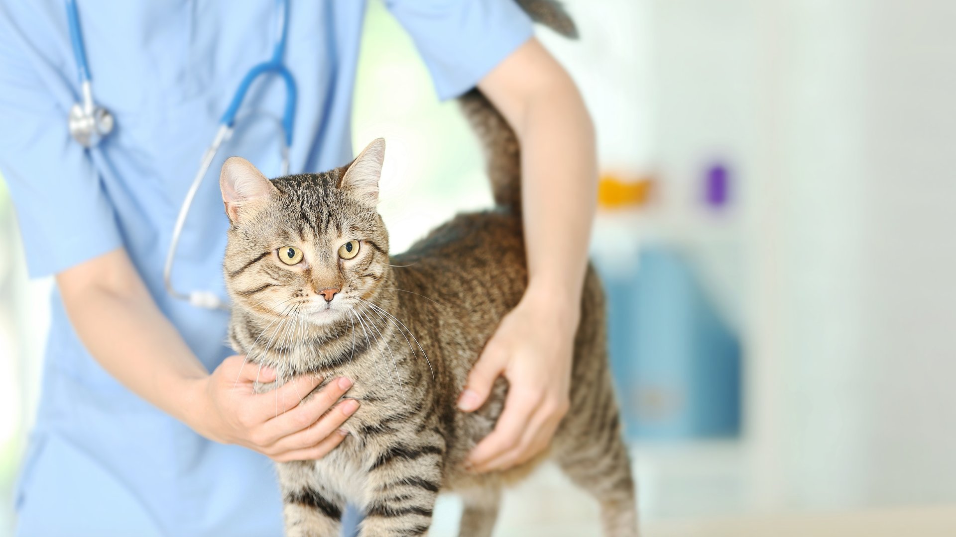 a veterinarian gently pets a cat