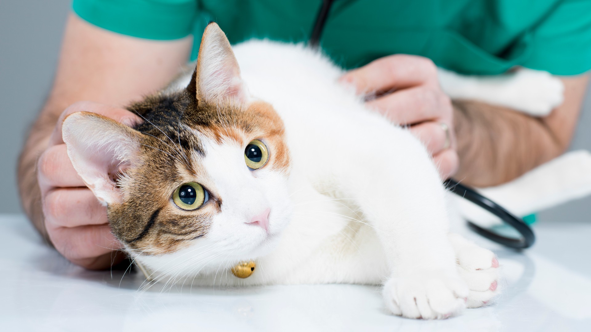 a cat is being carefully examined by a veterinarian