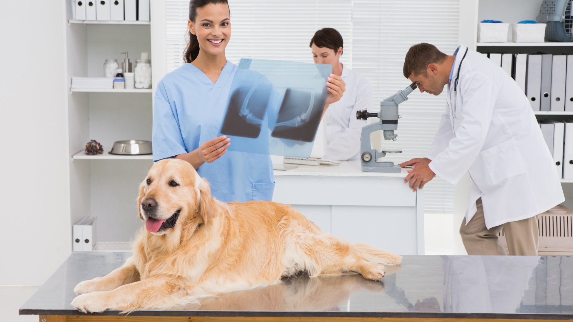 a vet examines a dog in a veterinary office