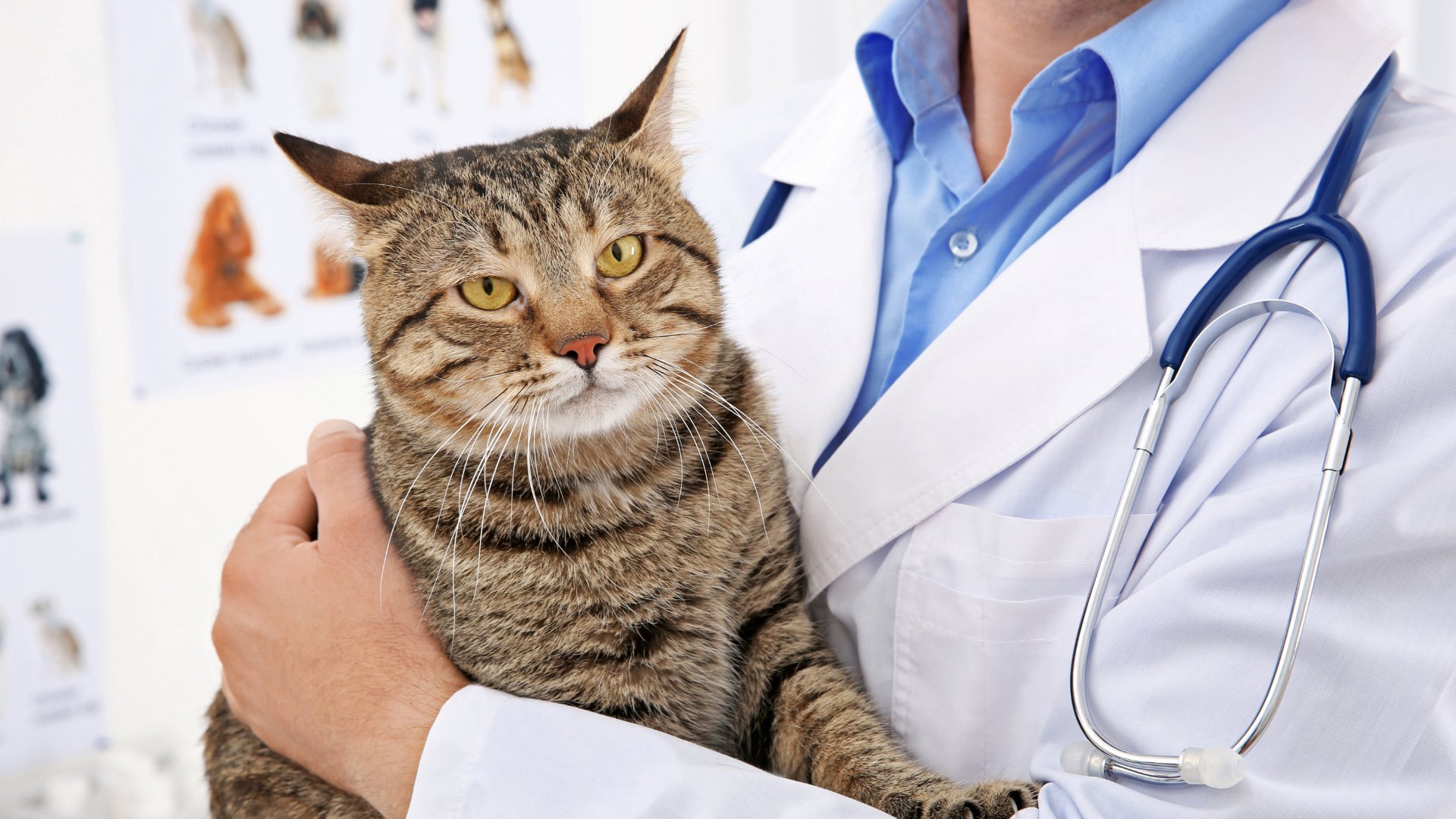 a vet in a white coat gently holds a cat