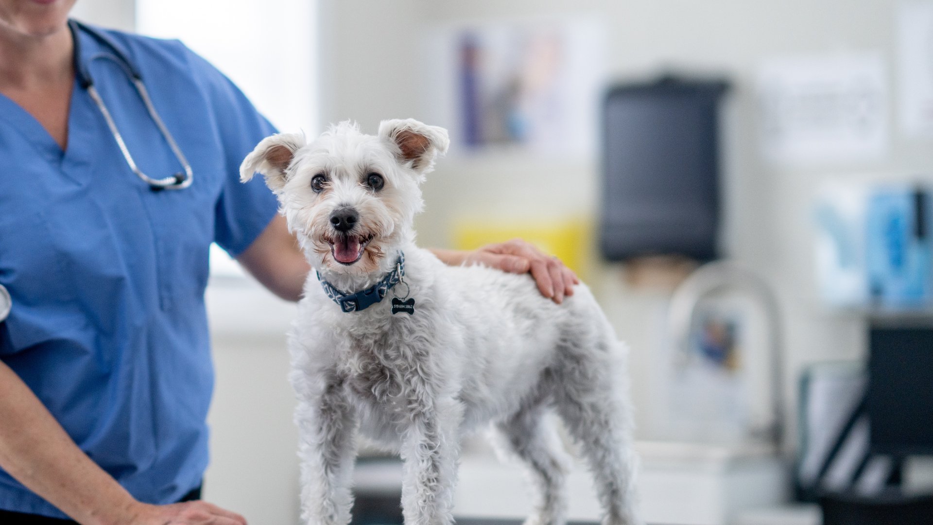 a veterinarian in blue scrub stands beside a white dog