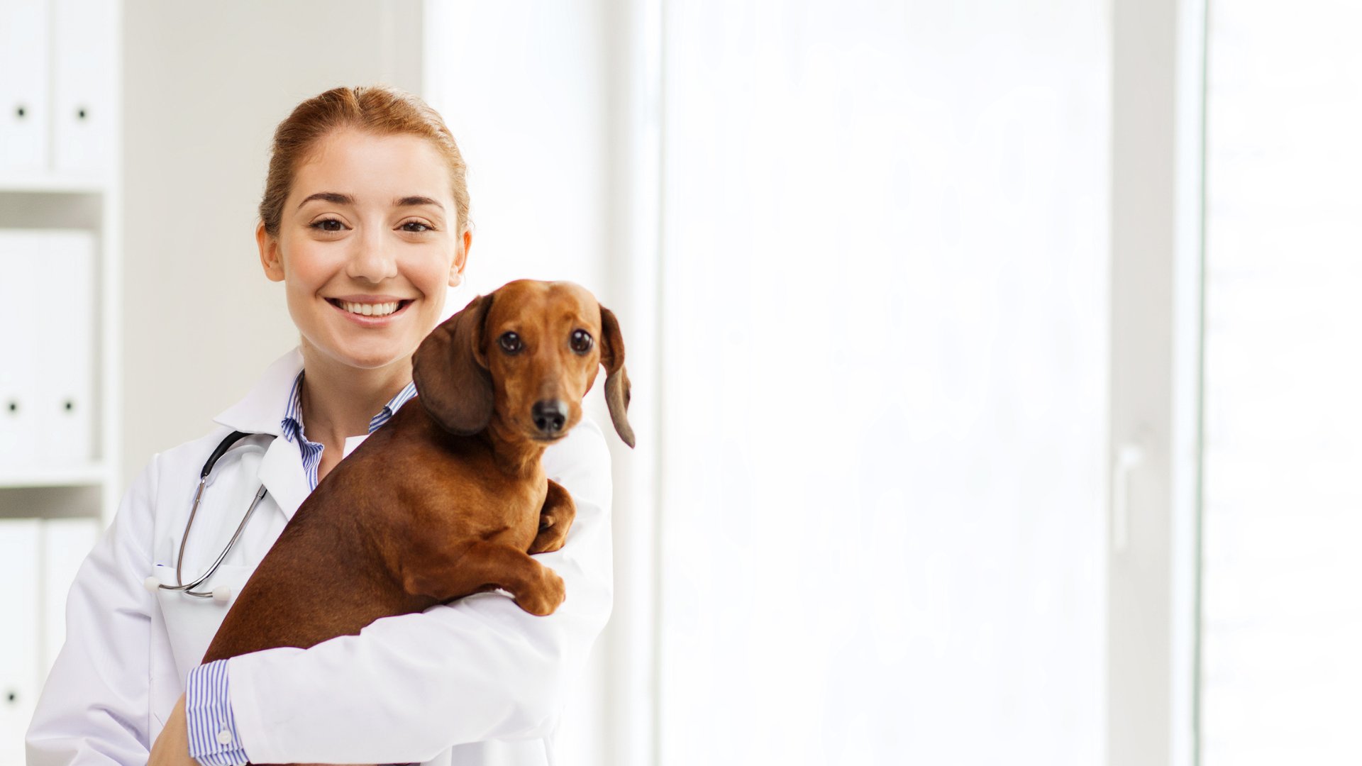 a vet in a white coat gently holds a dog