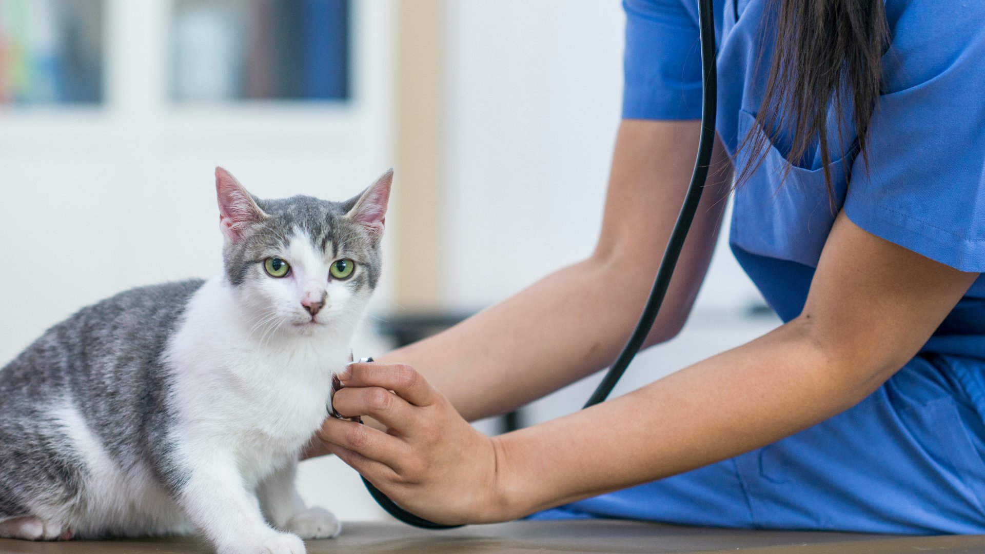 a veterinarian carefully examines a cat in a clinical setting